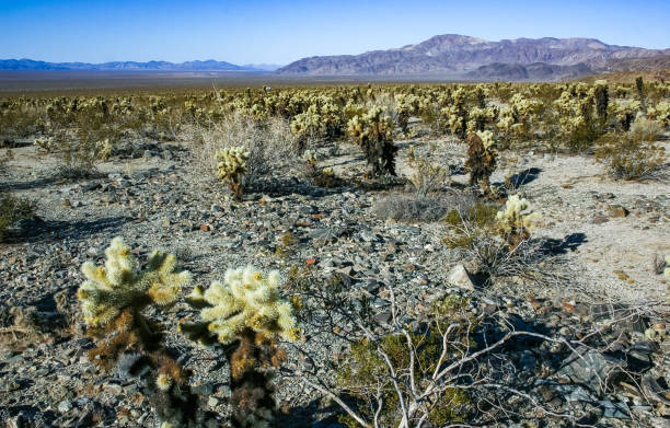 istock Teddy-bear cholla (Cylindropuntia bigelovii) - desert landscape, large thickets of prickly pear cactus with tenacious yellowish spines in Joshua Tree NP, California 2154483577