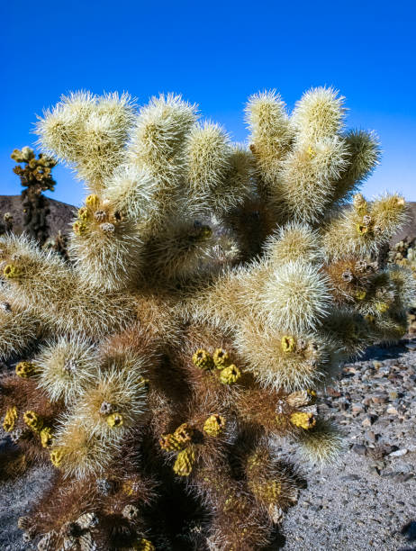 istock Teddy-bear cholla (Cylindropuntia bigelovii) - desert landscape, large thickets of prickly pear cactus with tenacious yellowish spines in Joshua Tree NP, California 2154483656