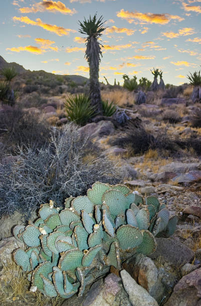istock Chenille Prickly Pear Cactus (Opuntia aciculata) - Mojave Desert, Joshua Tree National Park, CA 2154483691