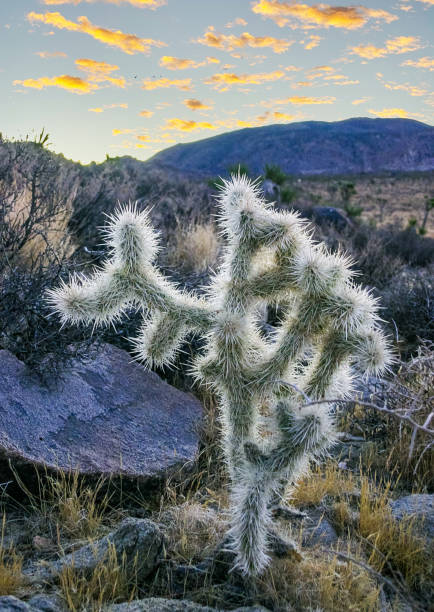 istock (Cylindropuntia bigelovii) - cactus shape with long silvery spines with rock desert near Joshua Tree NP 2154483709