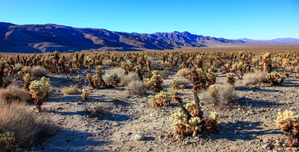 istock Teddy-bear cholla (Cylindropuntia bigelovii) - large thickets of prickly pear cactus with tenacious yellowish spines in the desert of Joshua Tree NP, California 2154483728