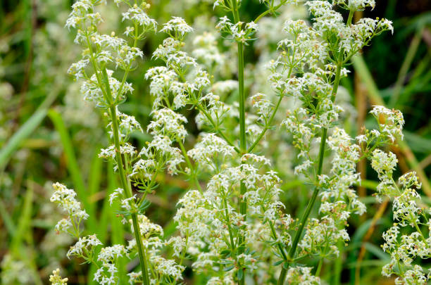 istock The hedge bedstraw (Galium mollugo) in flower 2154483947
