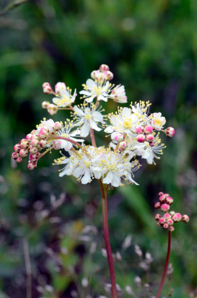 istock The meadowsweet (Filipendula ulmaria) in flower with a green background 2154484120