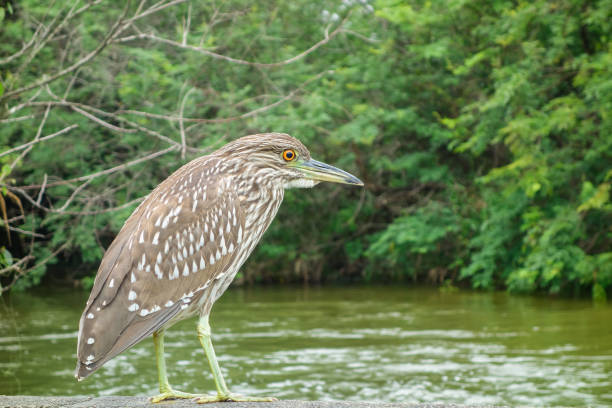 Close-up of heron bird perching on branch, river and forest on background.