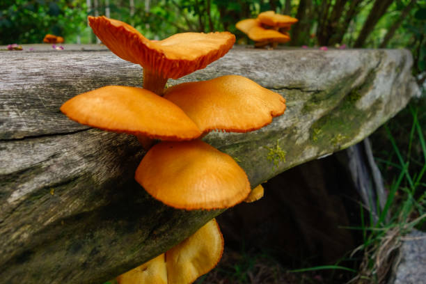 istock orange mushrooms on the trunk, close up view 2154485823