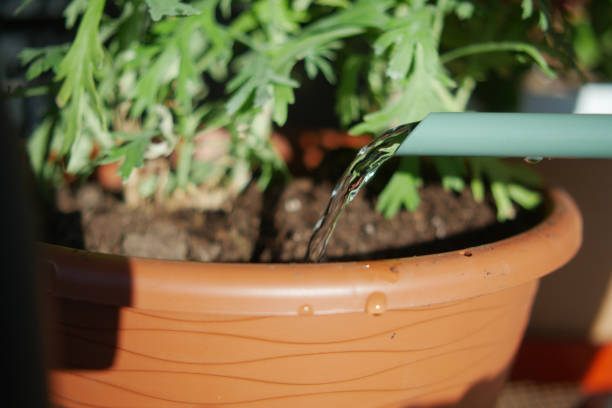 istock pouring water from watering can. Slow motion. 2154485824