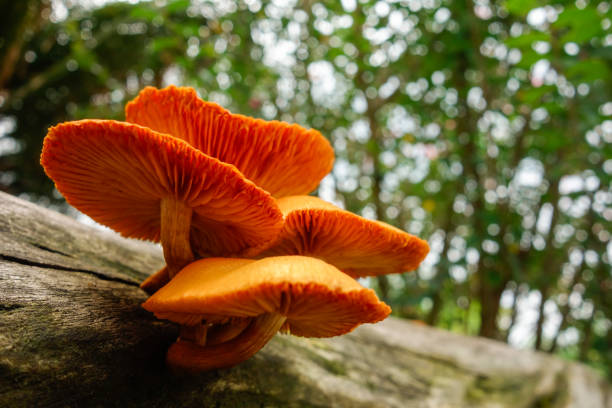 istock orange mushrooms on the trunk, close up view 2154485861