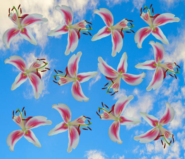 Lilium Calvados flower arrangement with blue sky and white clouds