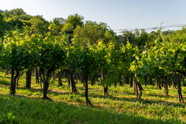 istock Vineyards in the Balaton Uplands 2154488237