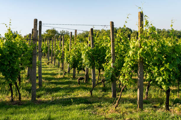 Vineyards in the Balaton Uplands on a sunny morning in springtime.