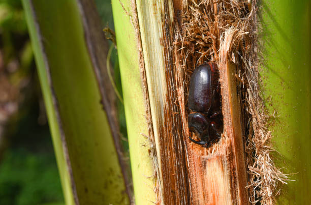 A coconut rhinoceros beetle attacked a coconut tree . it is a insect pest of palm and coconut .