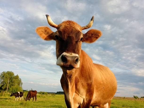 istock A big horned brown cow is standing on a pasture against a blue sky with sharp long horns. The topic of farming, animal husbandry and obtaining cattle. Dairy industry. 2154492643