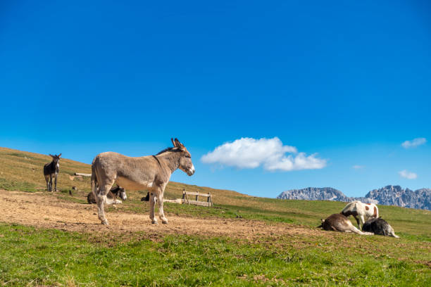 Donkey standing on a meadow outdoors in summer. Other donkies around lying on ground.