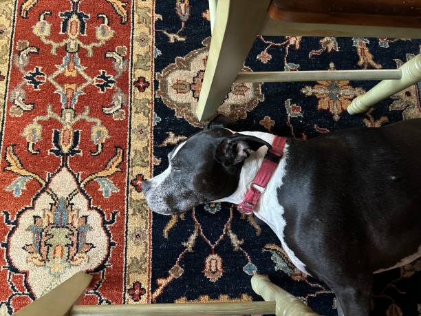 istock Large black and white dog sleeping on oriental rug 2154494441