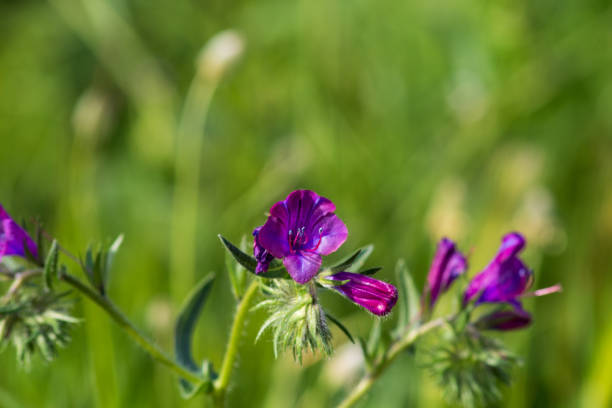 istock Purple viper's-bugloss or patterson's curse (Echium plantagineum) 2154494516