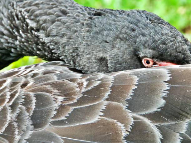 istock Close up of black swan 2154494993