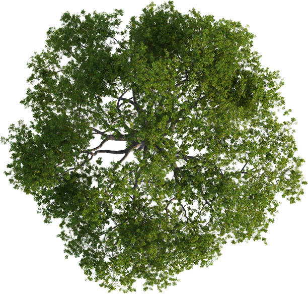 istock Top view of Oak Tree- Quercus Petraea 2154495698