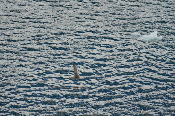 King Haakon Bay is named after King Haakon VII of Norway. It's the only landing site and rarely visited on the western coast of South Georgia by expedition cruise. It's worth to visit given its beauty and rich history - should the weather allow.