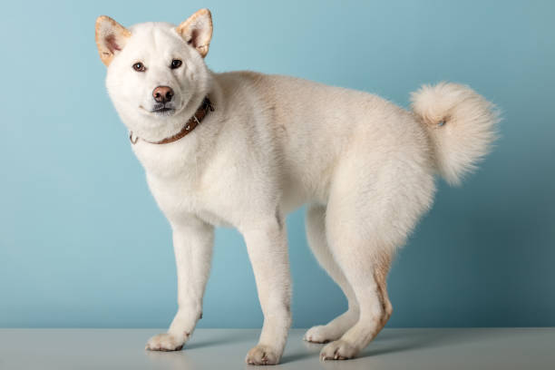 istock Shiba Inu dog on a blue background 2154499926