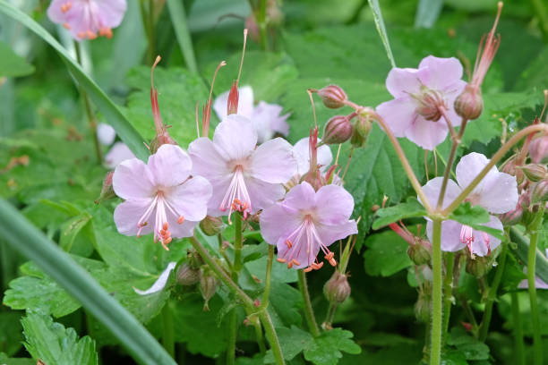 istock Daily pale pink Geranium macrorrhizum Ingwersen's Variety, also known as bigroot geranium, Bulgarian geranium, and rock cranes bill in flower. 2154501046
