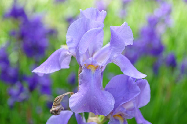istock Pale purple Iris pallida, the Dalmatian iris or sweet iris in flower. 2154501077