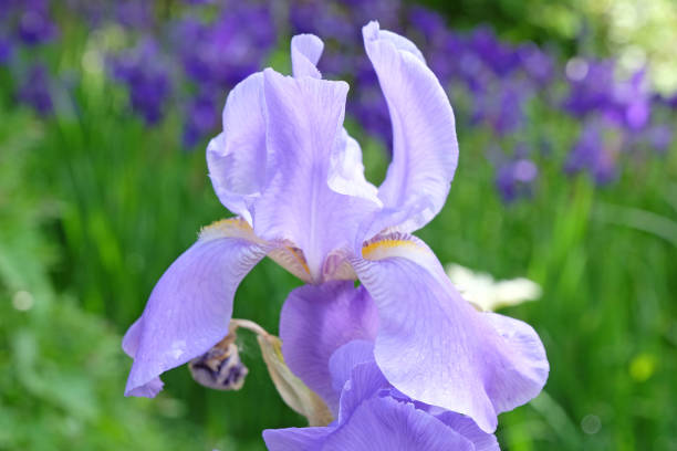 istock Pale purple Iris pallida, the Dalmatian iris or sweet iris in flower. 2154501079