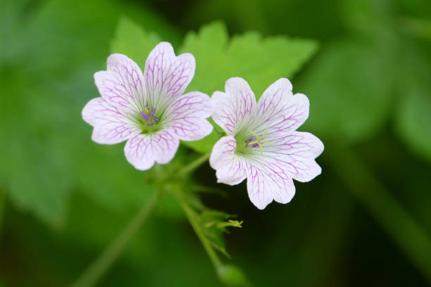 White with purple veined Alpine hardy geranium cranesbill Katherine Adele in flower.