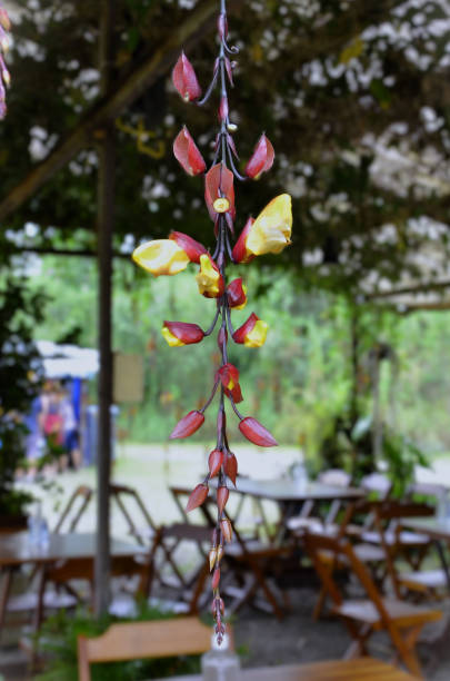 Several jew's slipper(Thunbergia mysorensis) hanging decorating the eating area in the backyard