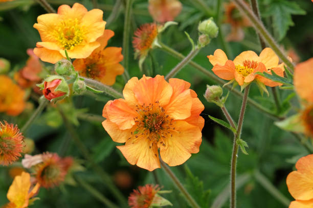 istock Orange Geum, also known as avens, Totally Tangerine in flower. 2154502206