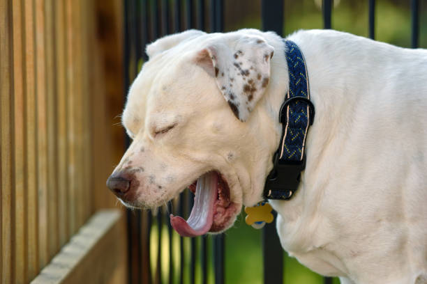 An American Bulldog yawns his boredom away while standing on a deck at his home with the decking and gate in the background.