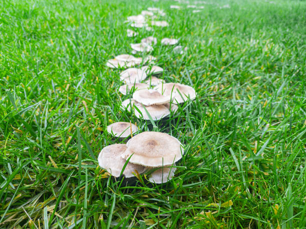 Fungal disease on a grass, bad lawn. Mushroom group in green grass.