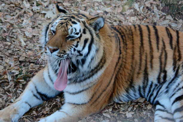 istock Siberian Tiger - Autumn Portrait 2154507491