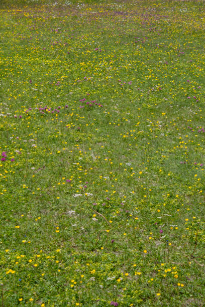 flowers in alpine meadow of alto adige