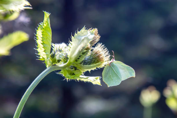 green butterfly sitting on a flower