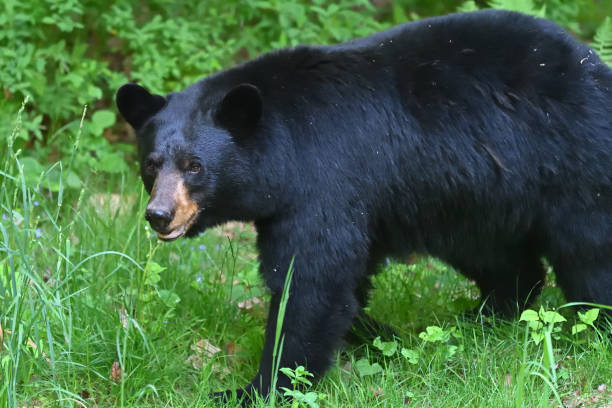 istock Female black bear in breeding season, looking at camera 2154509799