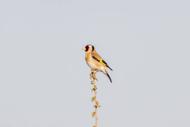 The European Goldfinch is a small passerine bird, smaller than a sparrow and easy to recognize.