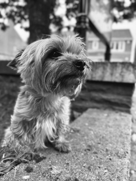 istock A Yorkshire Terrier pet dog looking for his owner 2154511080