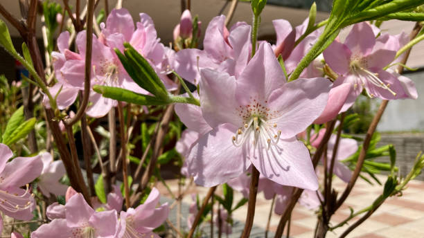 istock Elegant pale pink royal azaleas 2154511377
