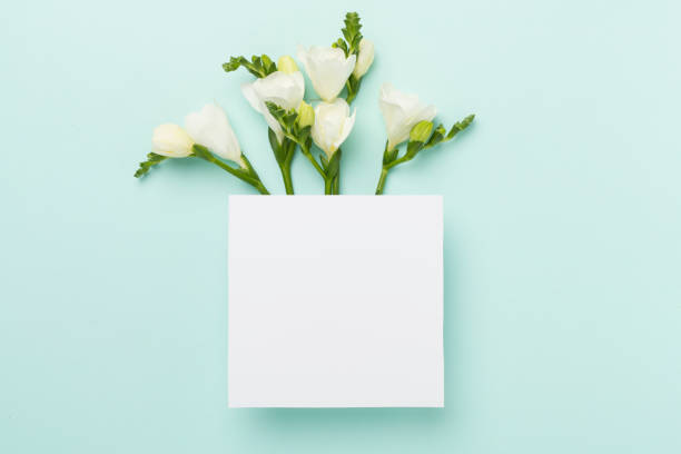 istock White freesia flower on color background, top view 2154513224