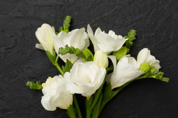 istock White fresia flower on concrete background, top view 2154513239