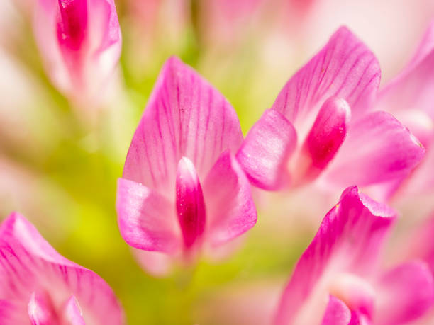 Closeup of wild flower