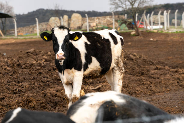 istock Cow resting in the garden 2154515160