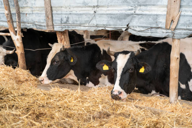 Cows eating hay inside a stable at a farm. A lot of hay visible around, group of cows, dark key photo.