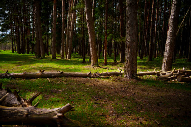 A beautiful spring forest in the sunset. The sun's rays are breaking through the trees. High quality photo
