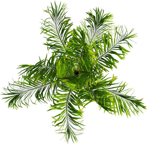 Areca catechu is a species of palm which grows in much of the tropical Pacific, Asia, and parts of east Africa. The palm is native to the Philippines.Its fruits (called areca nuts or betel nuts) are chewed together with slaked lime and betel leaves for their stimulant and narcotic effects.Areca catechu is a medium-sized palm tree, growing straight to 20 m (66 ft) tall, with a trunk 10–15 cm (4–6 in) in diameter. The leaves are 1.5–2 m (4.9–6.6 ft) long, pinnate, with numerous, crowded leaflets.