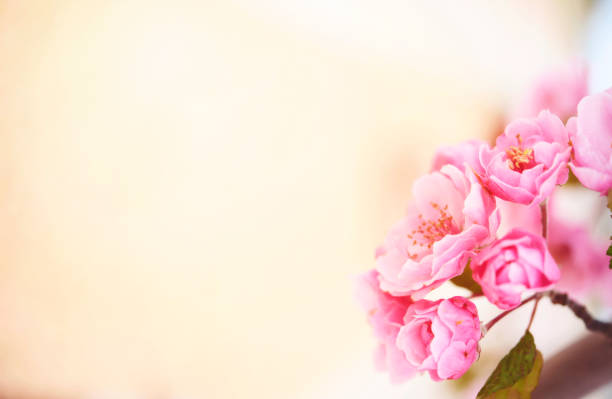 Delicate pink cherry blossom background with sunlight