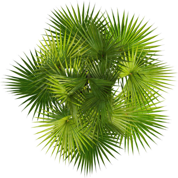 istock Top view of Borassus Flabellifer palm tree - Doub Palm 2154516572