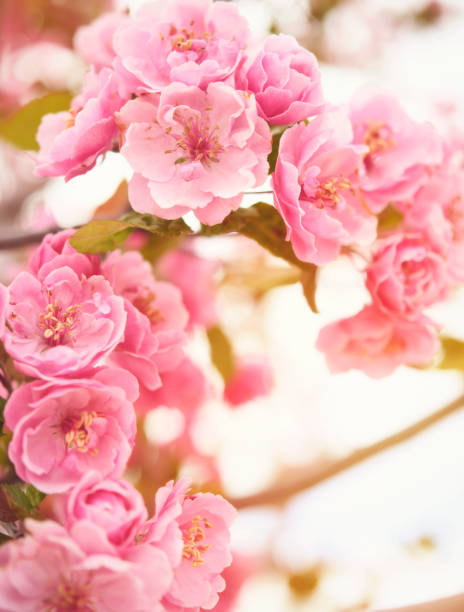 Delicate pink cherry blossom background with sunlight
