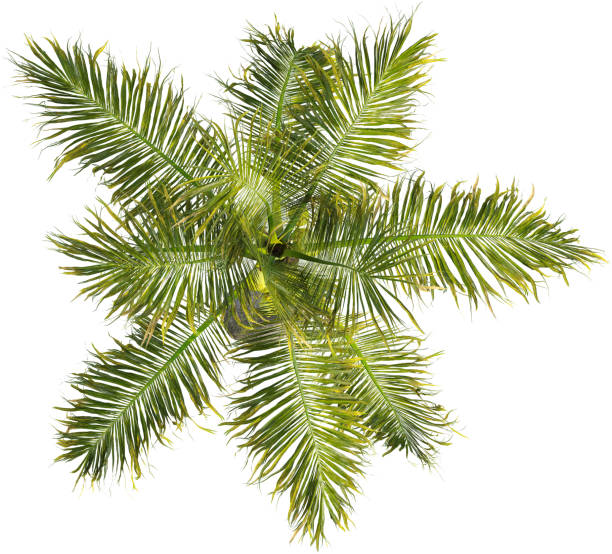 istock Top view of Coconut palm tree - Cocos Nucifera 2154517069