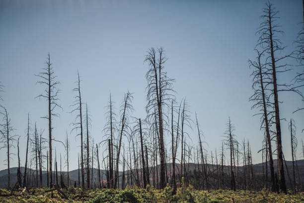 istock Dead wood in Bryce Canyon National park 2154517172
